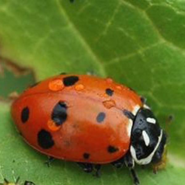 Convergent lady beetle eating aphids