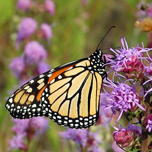 A monarch nectars on multiple, purple, fluffy flowers growing on a stalk.