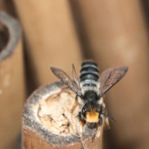 A solitary bee perched on top of a capped tunnel nest
