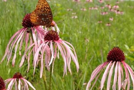 butterfly on flower