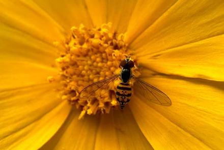Flower fly on flower