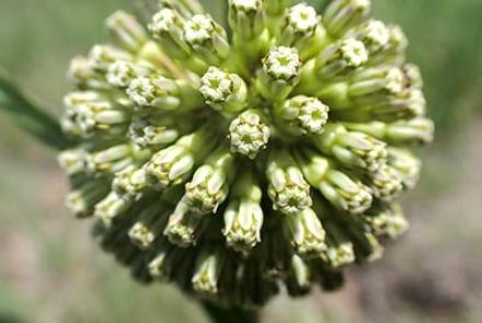 green comet milkweed