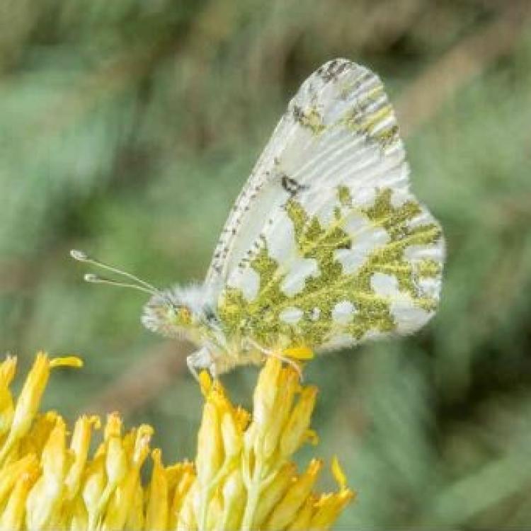 The large marble butterfly is now locally extinct in some places. Rick and Nora Bowers/Alamy