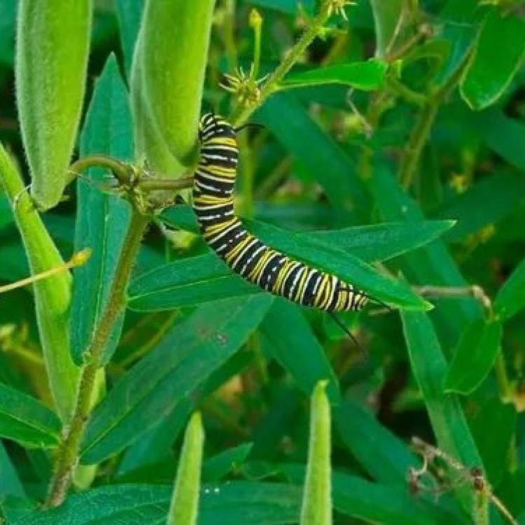 Larva of Monarch butterfly on butterfly weed, Lorton, Virginia. (Photo by: Robert Knopes/UCG/Universal Images Group via Getty Images)