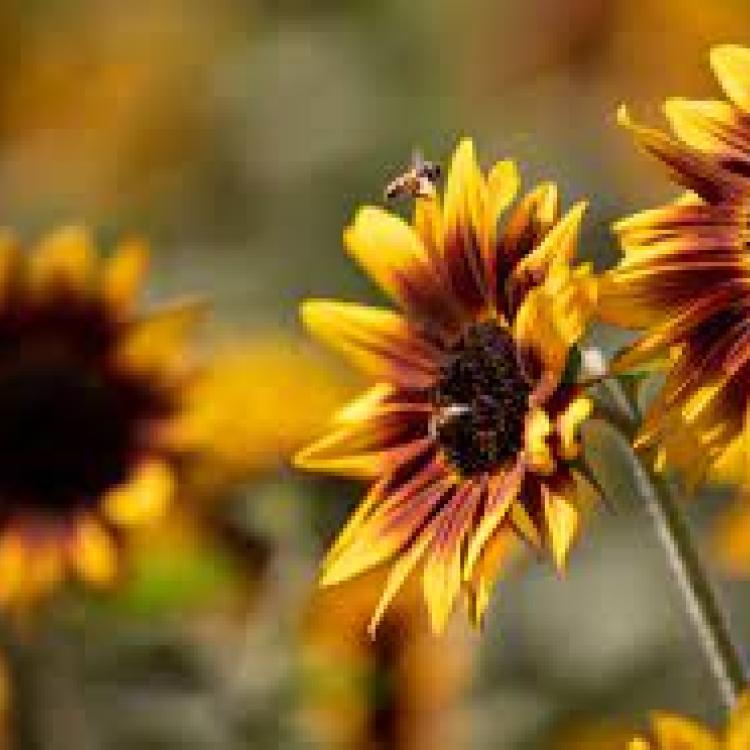 Bee on sunflower (Anna Ramirez, SD Union Tribune)